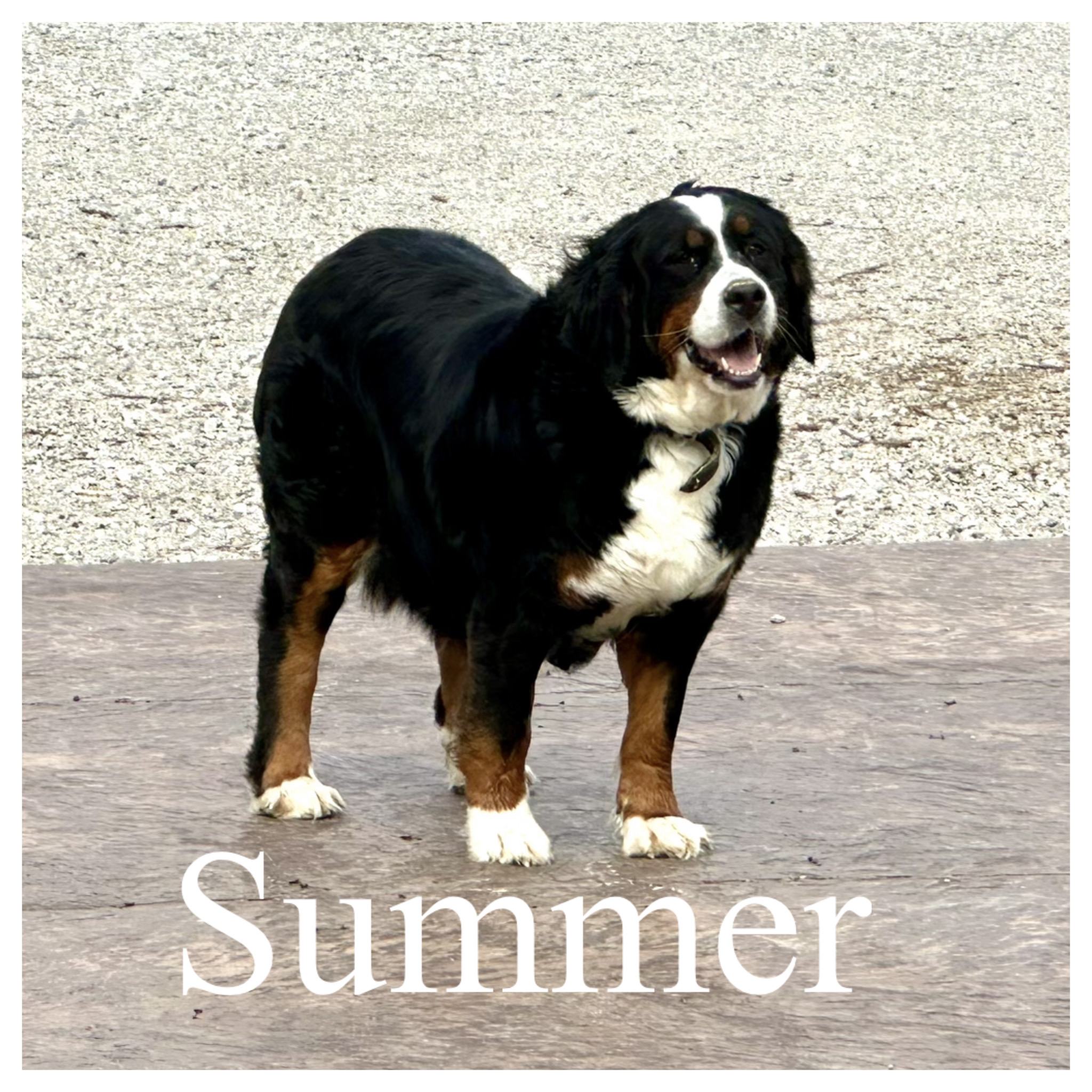 Summer